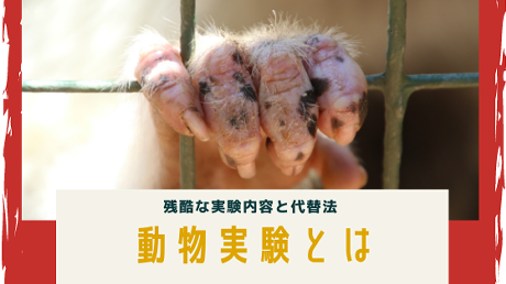 残酷な動物実験とは？反対する理由や代替法について紹介